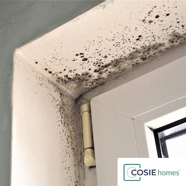 COSIE homes blog post - Mould 